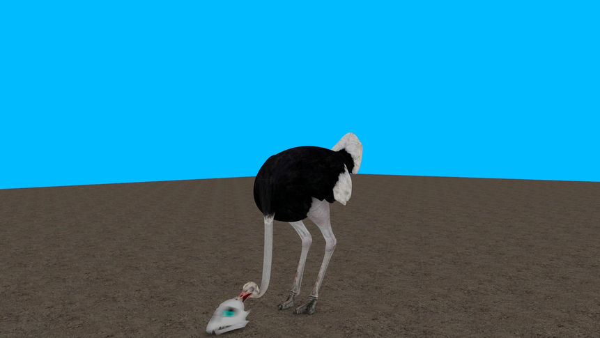 The Ostrich and the Skull